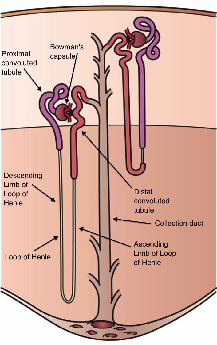 Labelled diagram of a nephron